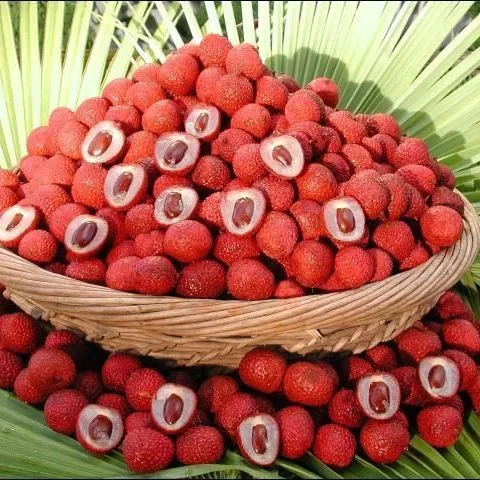 thumbnail for publication: Cultivando lichi en el jardín de su casa en Florida